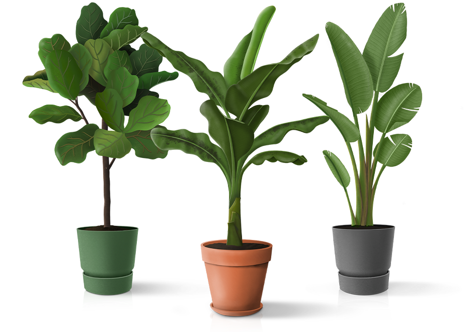 Boven hoofd en schouder overtuigen annuleren Grote kamerplanten kopen? >140cm | Make A Jungle