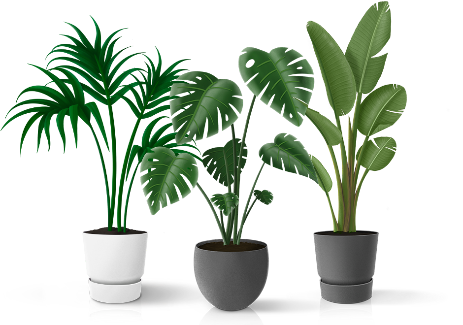Verstelbaar neef Bereid Luchtzuiverende kamerplanten | Kamerplanten | Make A Jungle