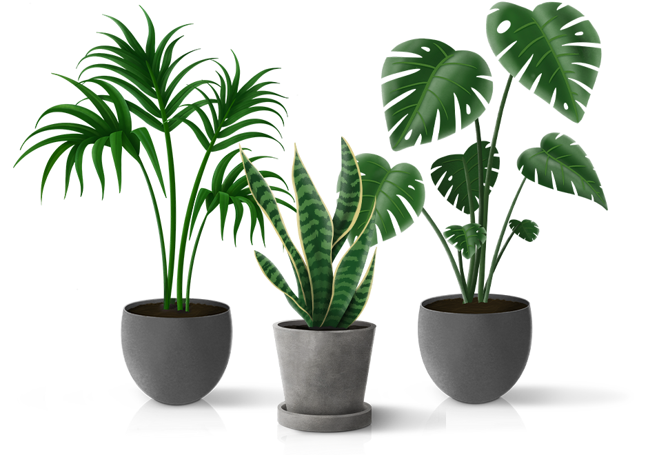 het is nutteloos Picasso Salie Makkelijke kamerplanten kopen? 100 dagen garantie | Make A Jungle