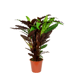 Calathea-wavestar-kamerplant-3