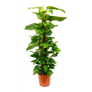 Scindapsus aureum mosstok kamerplant 