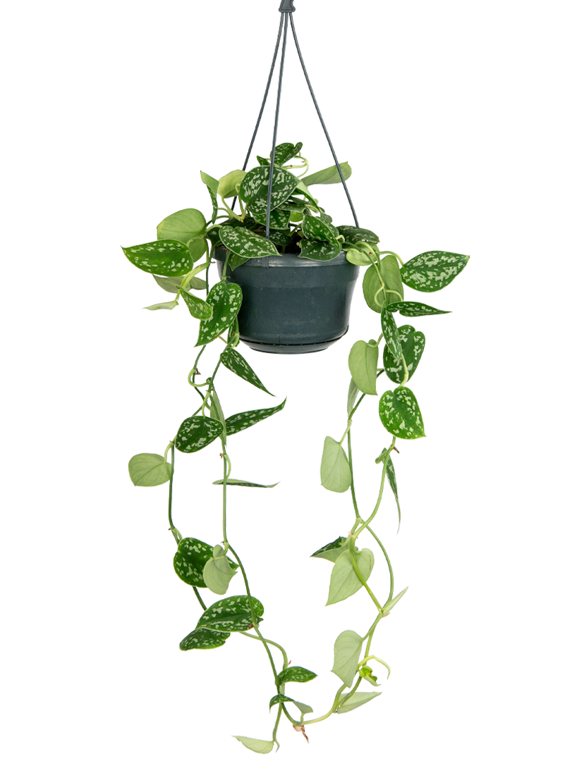 Magazijn Rechtmatig terugtrekken Scindapsus pictus (Hangplant) | 40cm | Make A Jungle